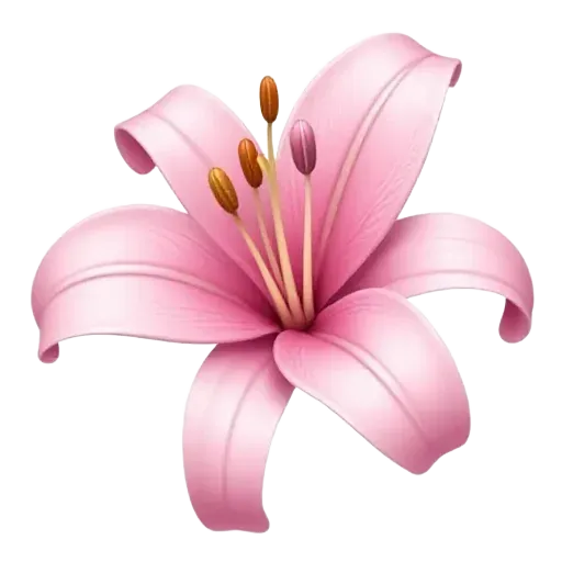 light pink lilium